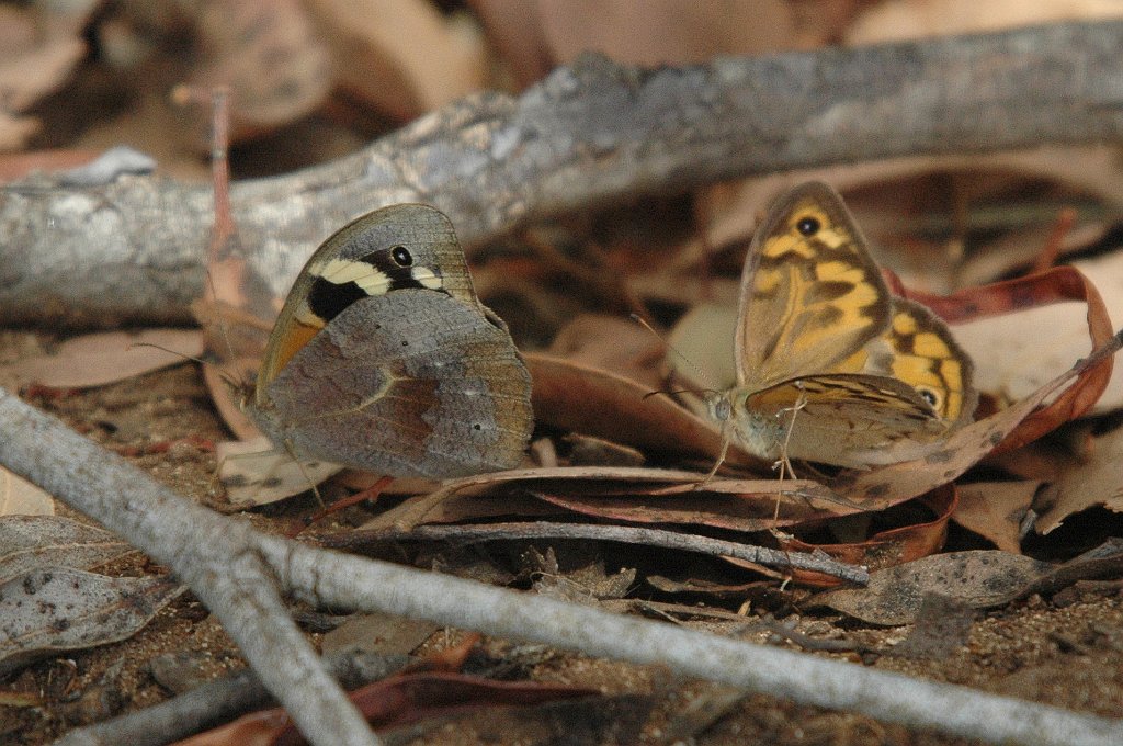 042 2008-01073983b Flinders Chase National Park, KI, AU.JPG - Common Brown (Heteronympha merope). Butterfly. Flinders Chase National Park, KI, AU, 1-7-2008